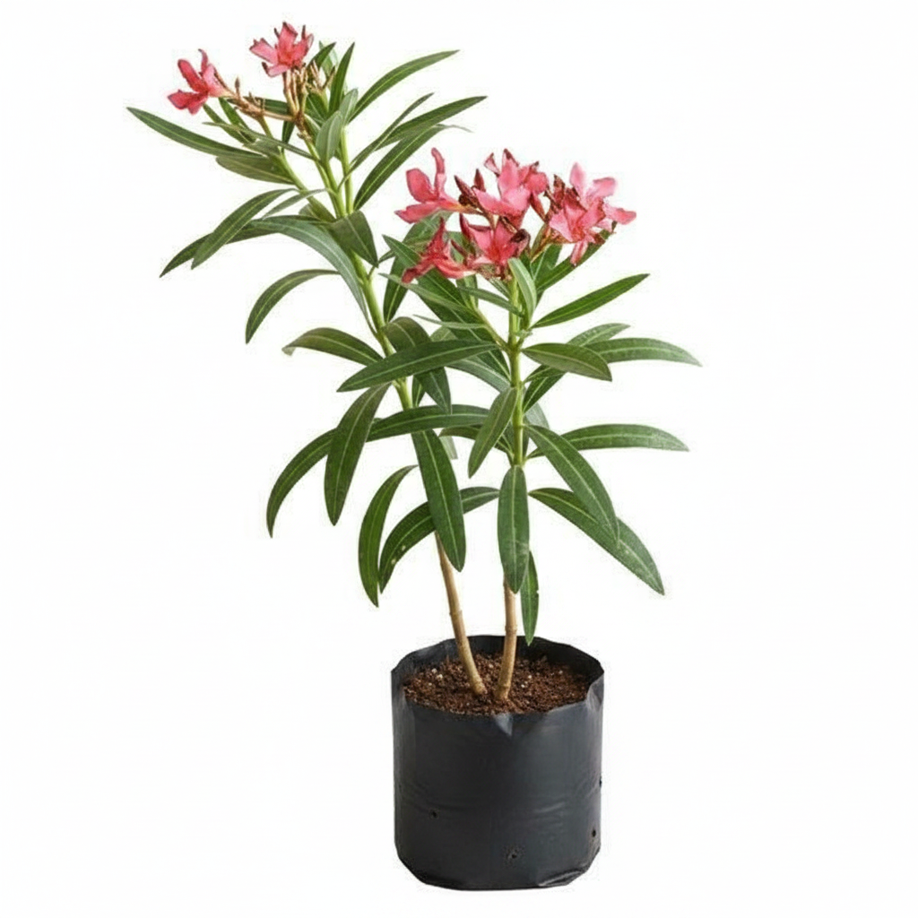 Oleander Red - 10" Grow bag