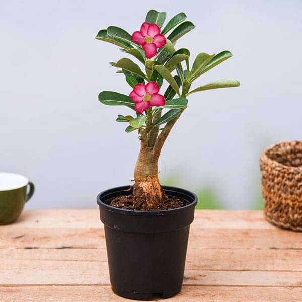 Desert Rose Pink - 5" Pot