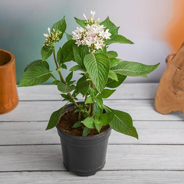 Pentas Mixed - 5" Pot