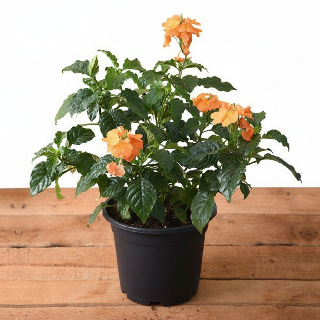 Firecracker Flower - 5" Pot