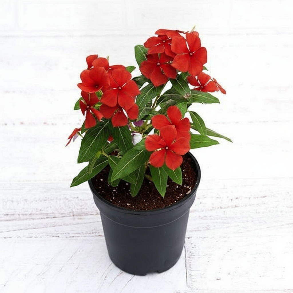 Periwinkle Red - 5" Pot