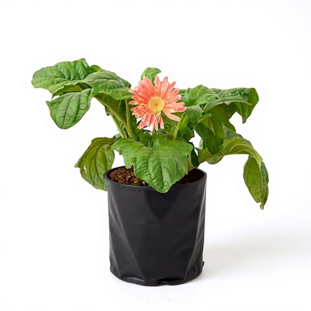 Gerbera Orange - 6" Grow bag