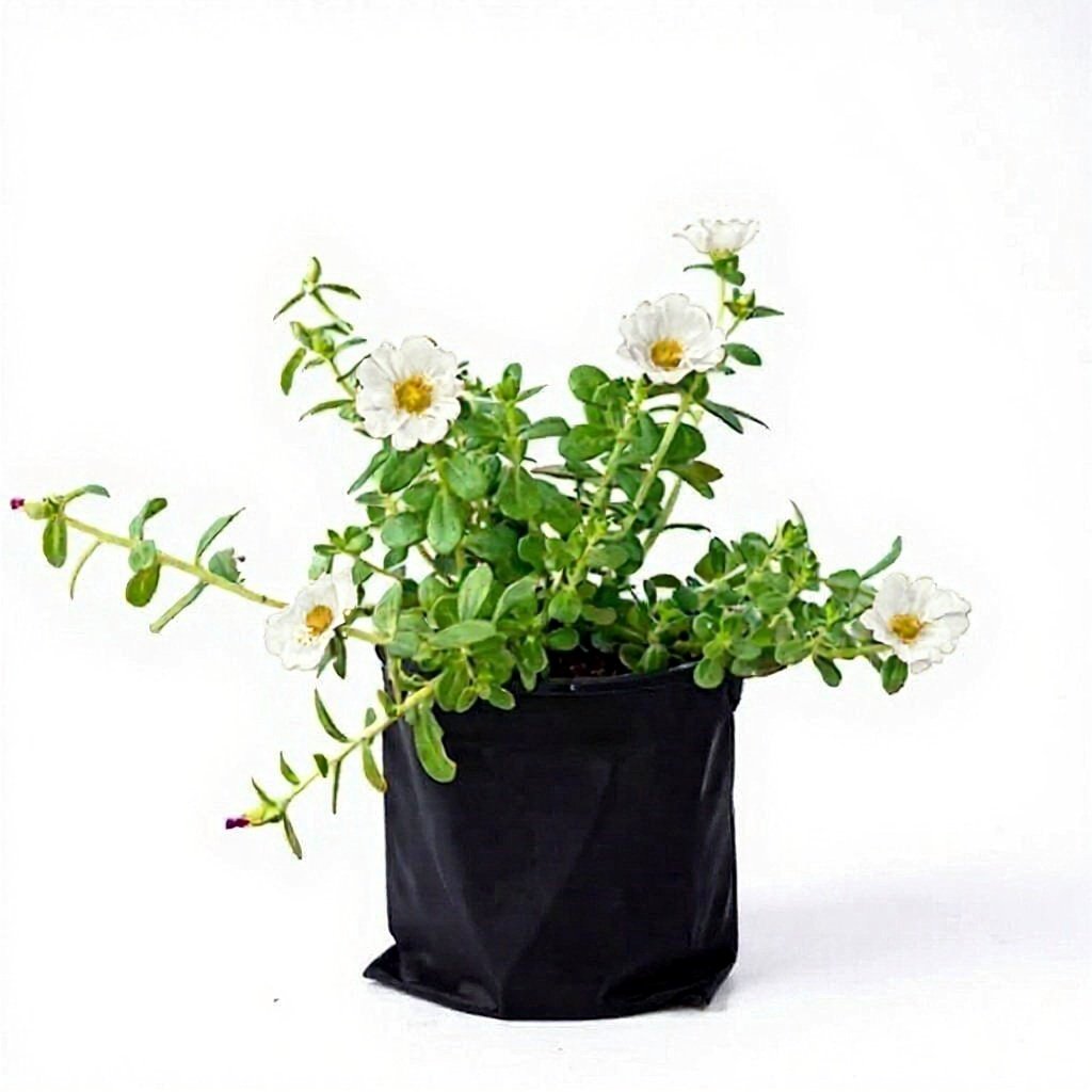 Portulaca White - 6" Grow bag