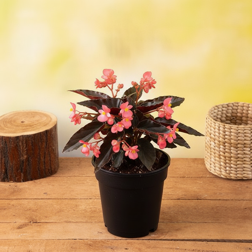 Begonia Angel Wing - 5" Pot