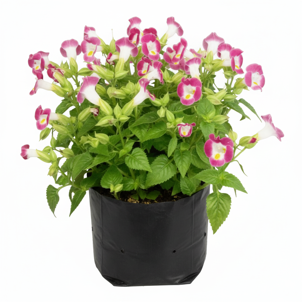 Wishbone Flower Pink - 6" Grow bag