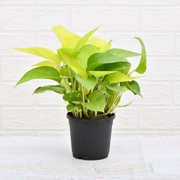 Money Plant Golden - 5" Pot