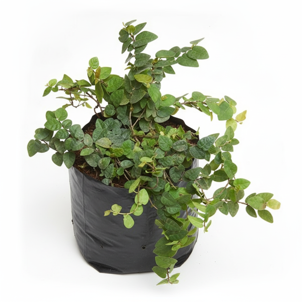 Creeping Fig - 6" Grow bag