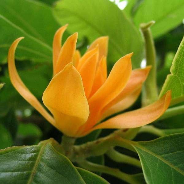 Champa Tree Yellow - 10" Grow bag