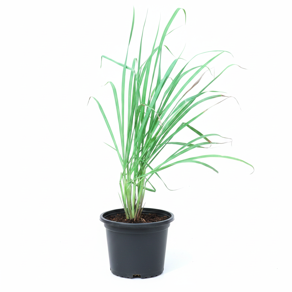 Lemongrass - 8" Pot