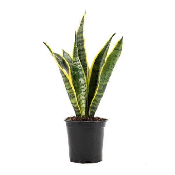 Sansevieria Laurentii Variegated - 4" Pot