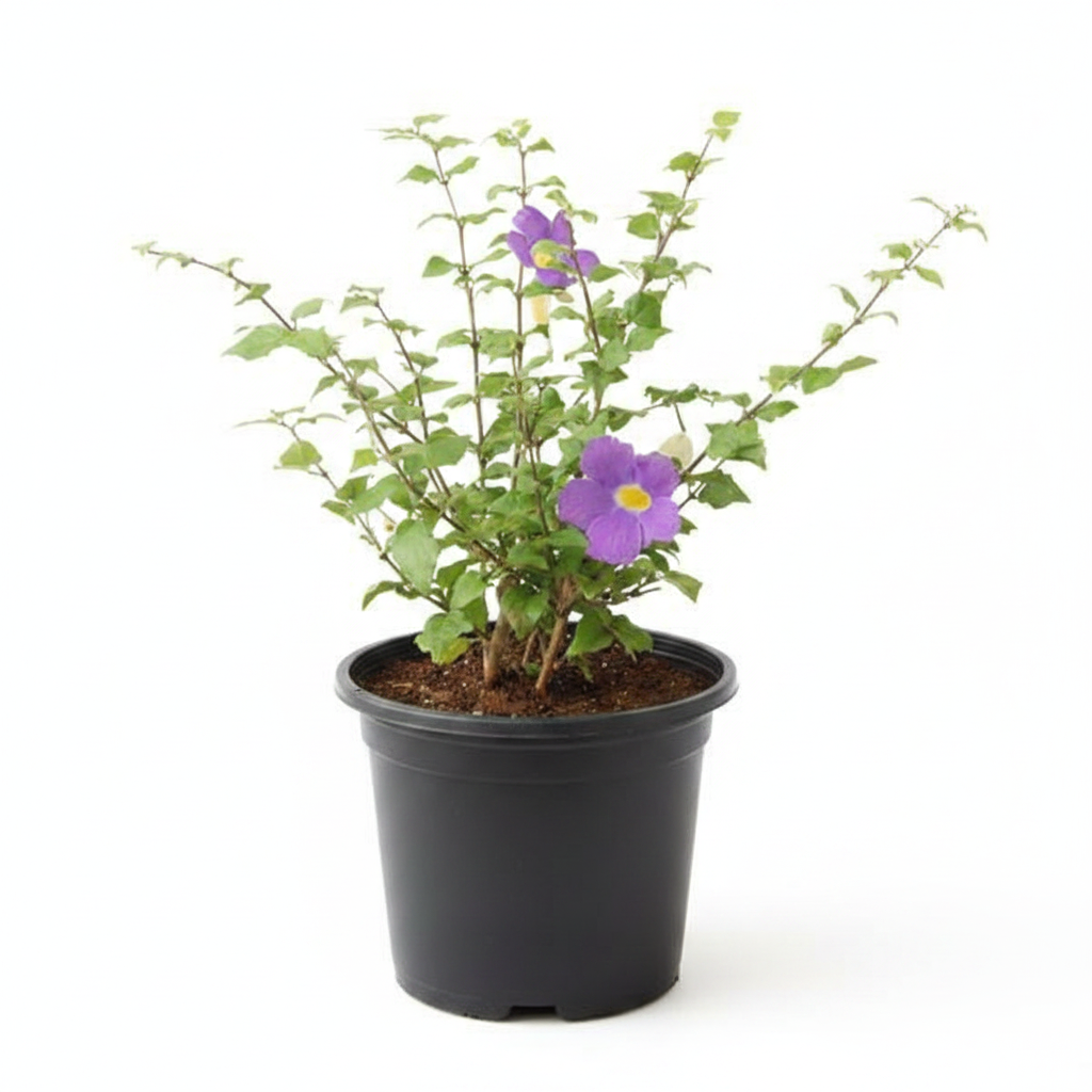 King's Mantle - 6" Pot