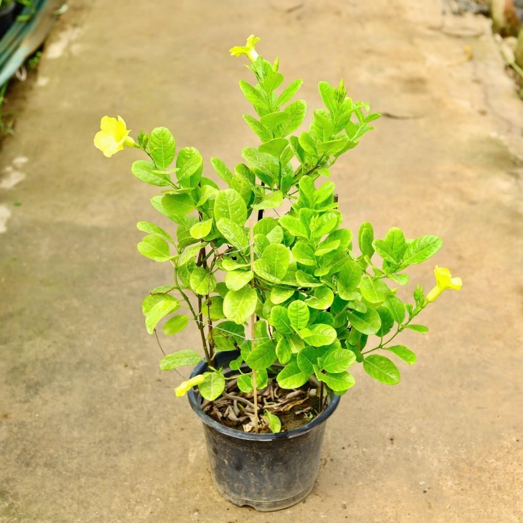Bush Allamanda - 5" Pot
