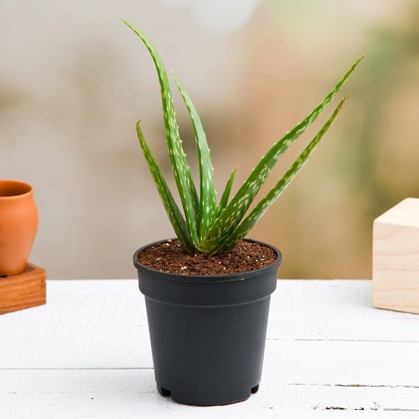 Aloe vera - Succulent - 5" Pot
