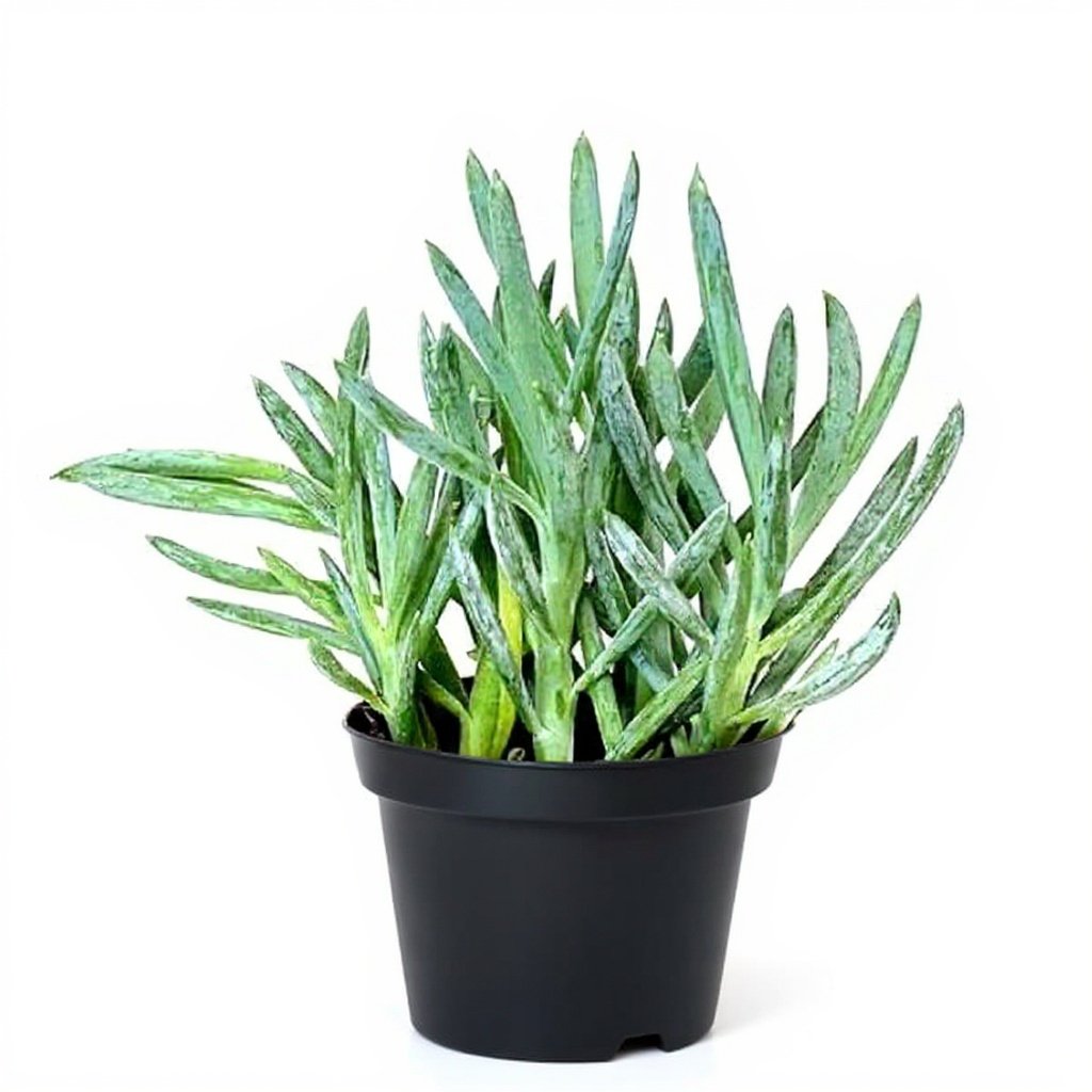 Senecio serpens - Succulent - 3" Pot