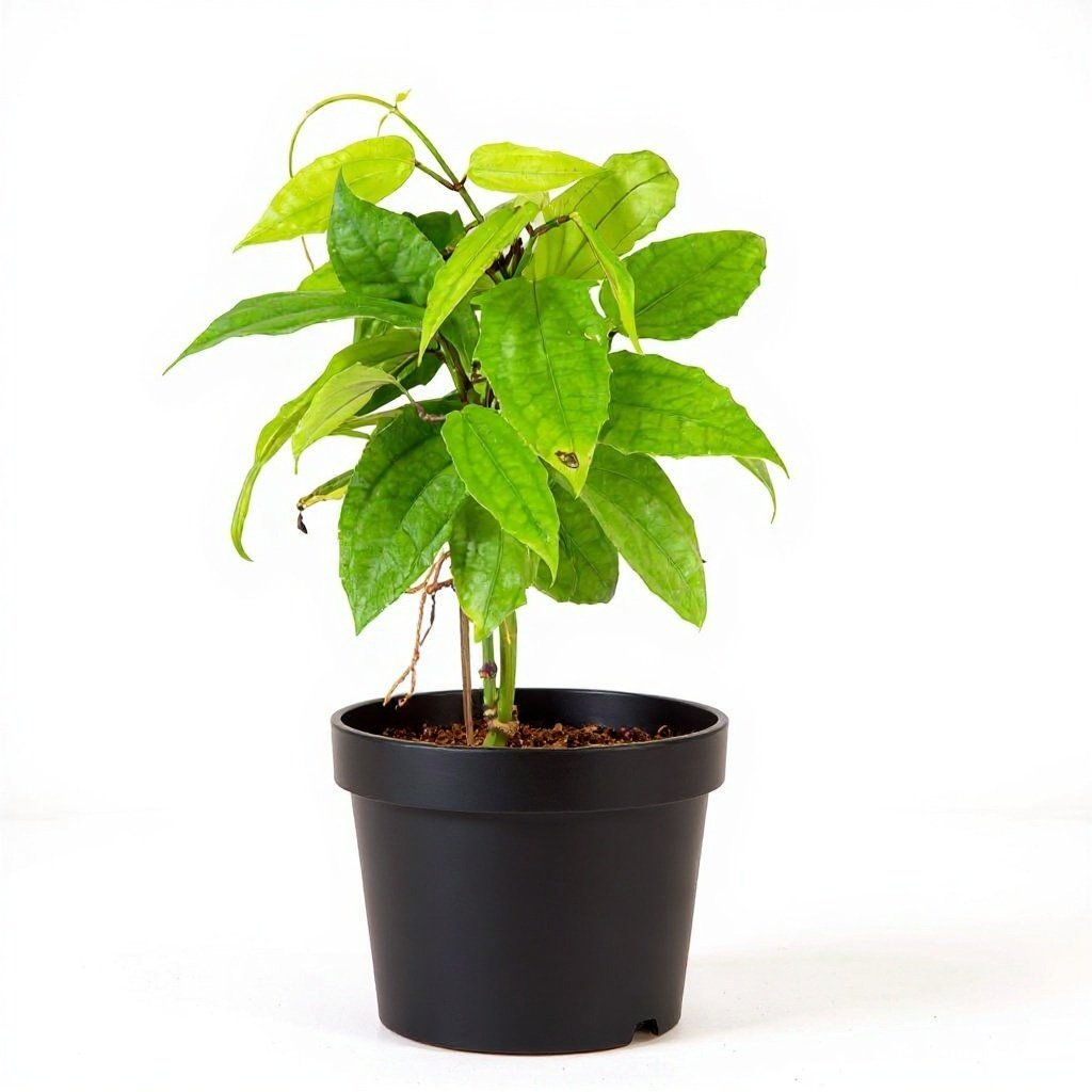 Thunbergia Mysorensis - 6" Pot