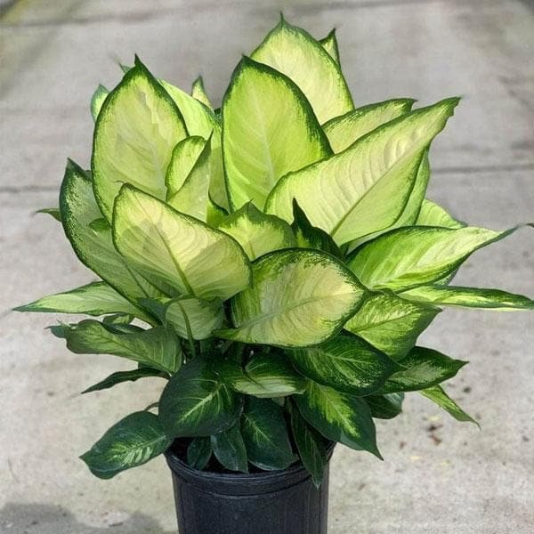 Dieffenbachia Tropic Marianne - 6" Pot