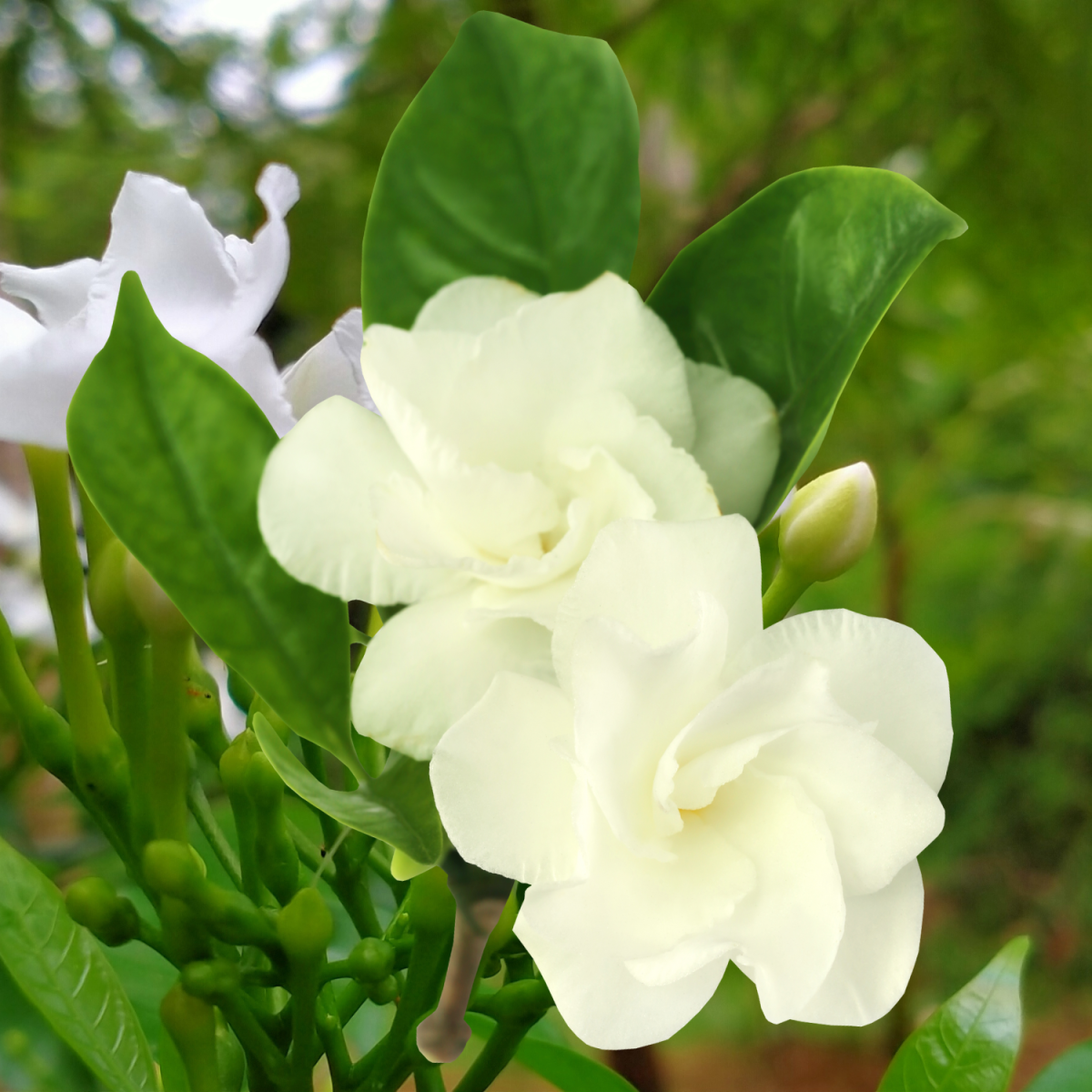 Tagar Double Petal - 10" Grow bag